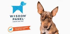 Wisdom Panel 4.0 Canine Genetic Test