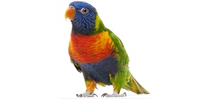 Avian DNA Sexing