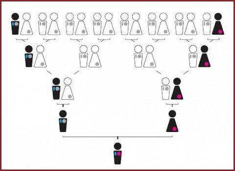 A chart showing how mtDNA and the Y chromosome are inherited.