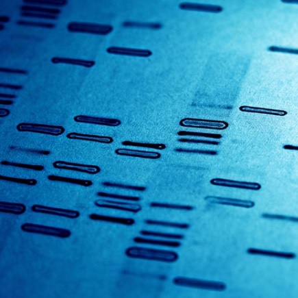 DNA fingerprint 2 DNA fingerprint 2