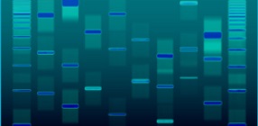 DNA Vision
