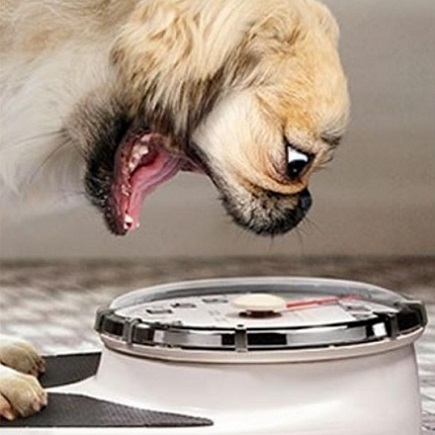 Dog on scales Dog on scales