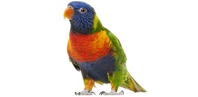 Avian DNA Sexing
