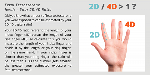 How foetal testosterone levels can be told through finger ratios.