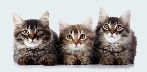 Feline PKD Testing