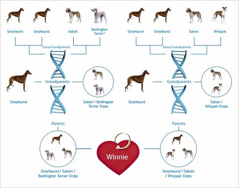 Winnie’s Family Tree.