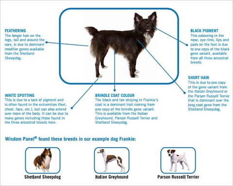 The example showing how physical traits are inherited.